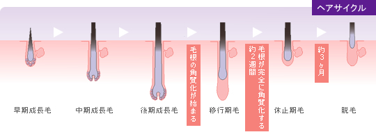 育毛剤 テタリスの三恵製薬株式会社 知っておきたい髪の常識