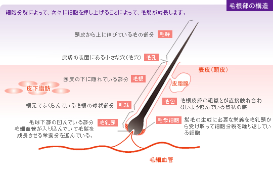 育毛剤 テタリスの三恵製薬株式会社 知っておきたい髪の常識